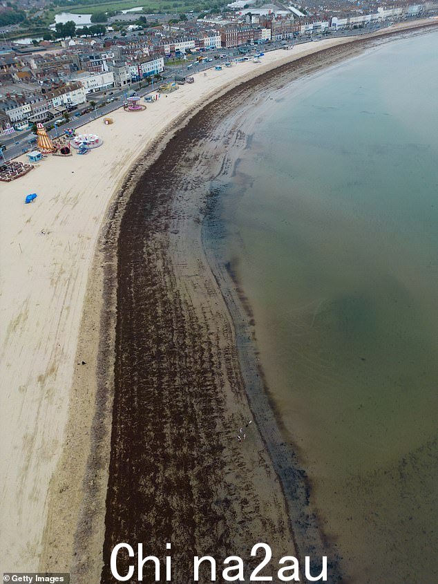 An aerial view of Weymouth beach showing the results of a council decision not to clear the sands of rotting seaweed
