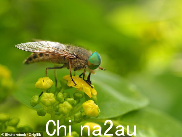 据说马蝇咬你时会“相当粗暴地切入肉中”