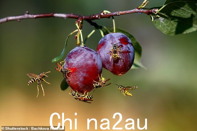 黄蜂可以一次又一次地发出相当痛苦的毒刺