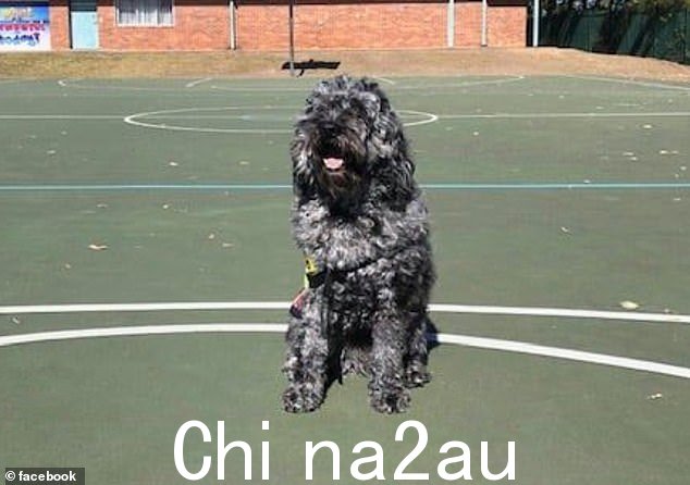 支持狗巴迪(上图)已被学校除名。自 2019 年以来,这只狗一直在情感上支持学生