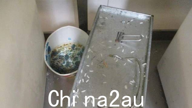 在一个装有腐烂、无法识别的物质的容器旁边的架子上发现了一个啮齿动物陷阱(如图中心)