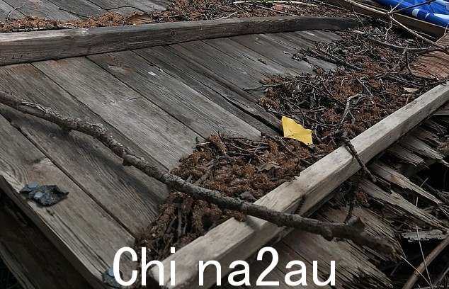 TfW,负责虫害起源地的铁路局,未能充分处理这种生长,导致最终侵入理查德的财产