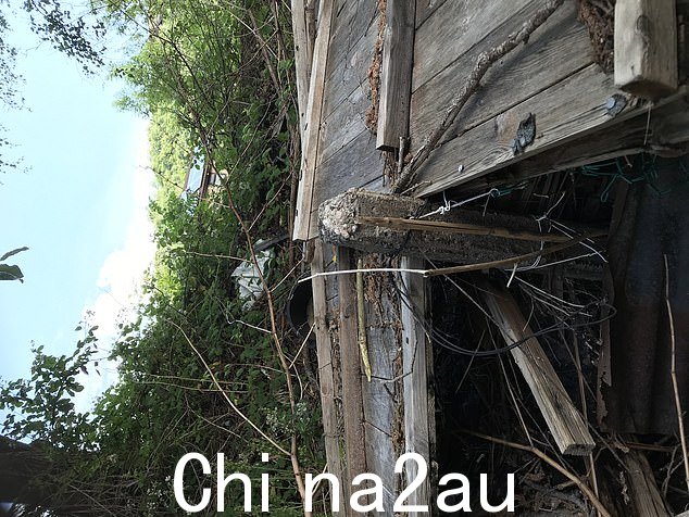 到 2020 年,这种植物已经长到了 20 英尺以上,侵占了他在霍普金斯敦的家,侵扰变成了一场噩梦