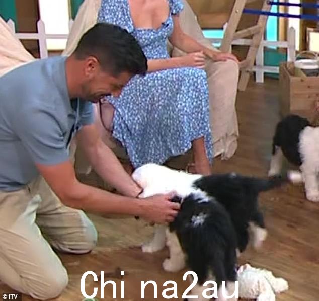 一只多乐士英国牧羊犬今天在 This Morning 的工作室地板上大便后引起了不小的轰动
