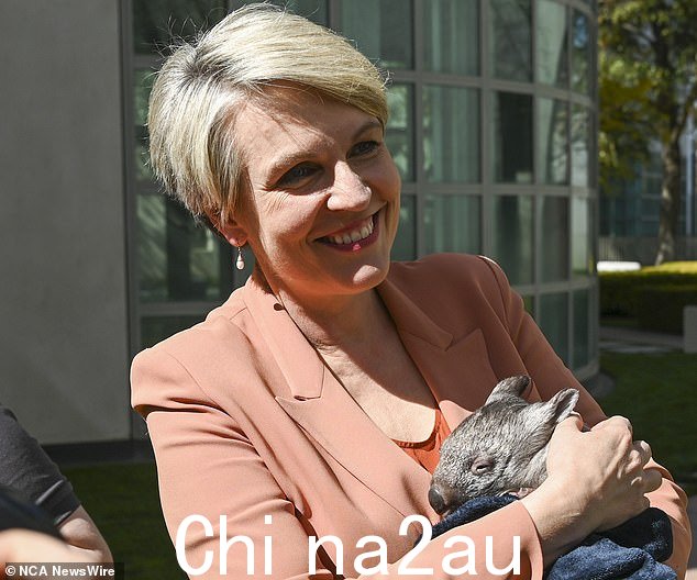 环境部长 Tanya Plibersek 表示,无论是家猫还是野猫,都是对本地物种的头号威胁