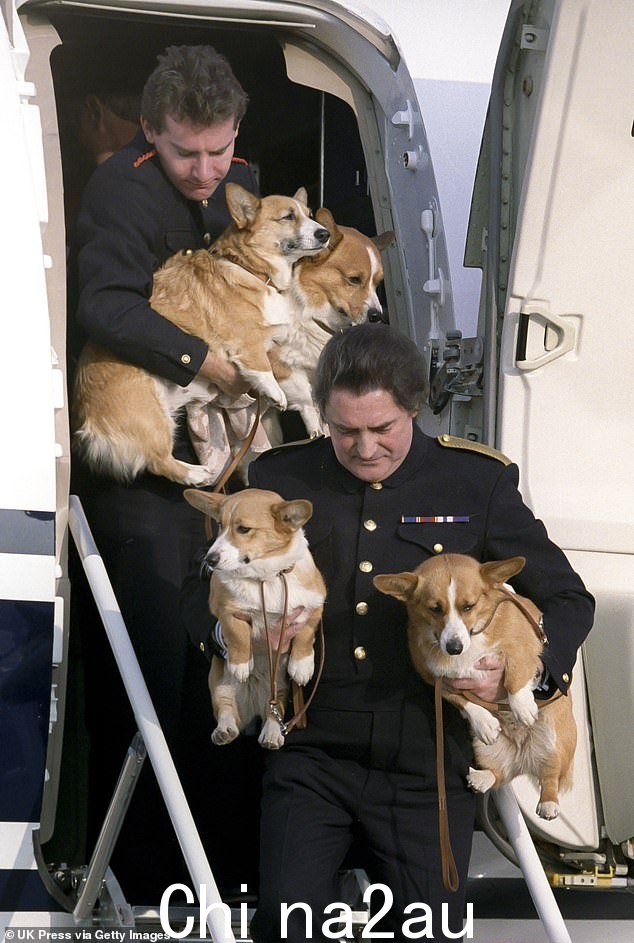 王太后的柯基犬在 1993 年夏季访问巴尔莫勒尔堡后返回希思罗机场,并由她的助手带出飞机