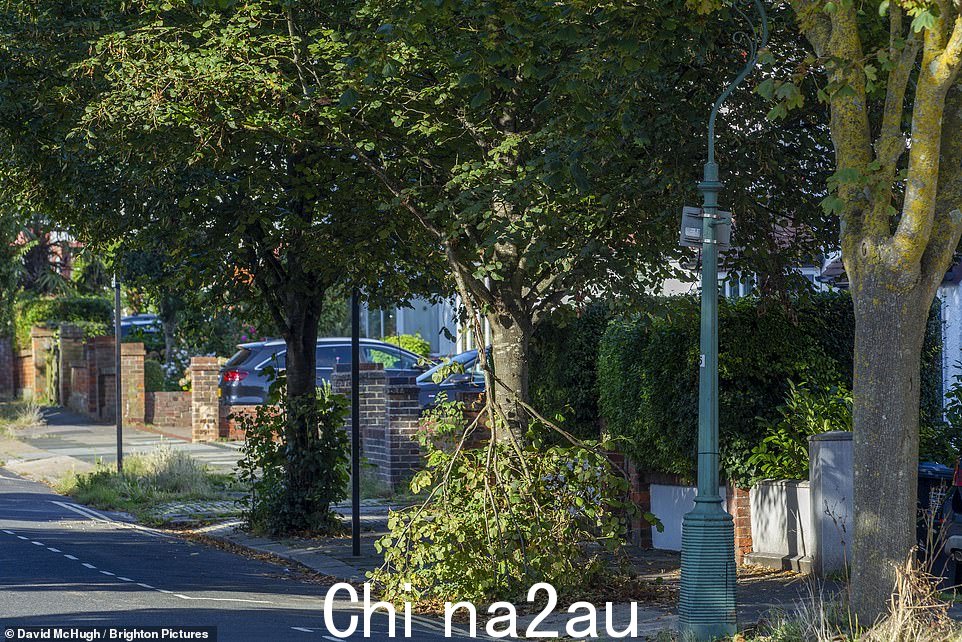 一根树枝折在一棵树上,这棵树因波特兰大道上的怀特而未被砍伐并倒下