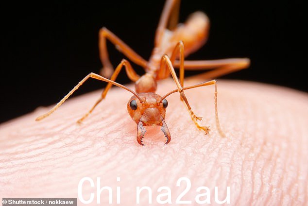 红火蚁原产于南美洲,但在英国被发现