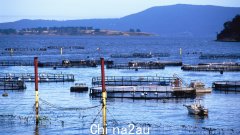 参议员乔纳森·杜尼亚姆“非常担心”联邦政府“正走向”关闭塔斯马尼亚的鲑鱼养殖场