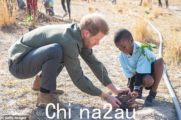 苏塞克斯公爵哈里王子帮助博茨瓦纳乔贝树保护区植树