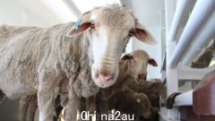 羊肉价格在短短 12 个月内暴跌 70%，养羊业陷入困境，西澳反对党呼吁召开危机会议