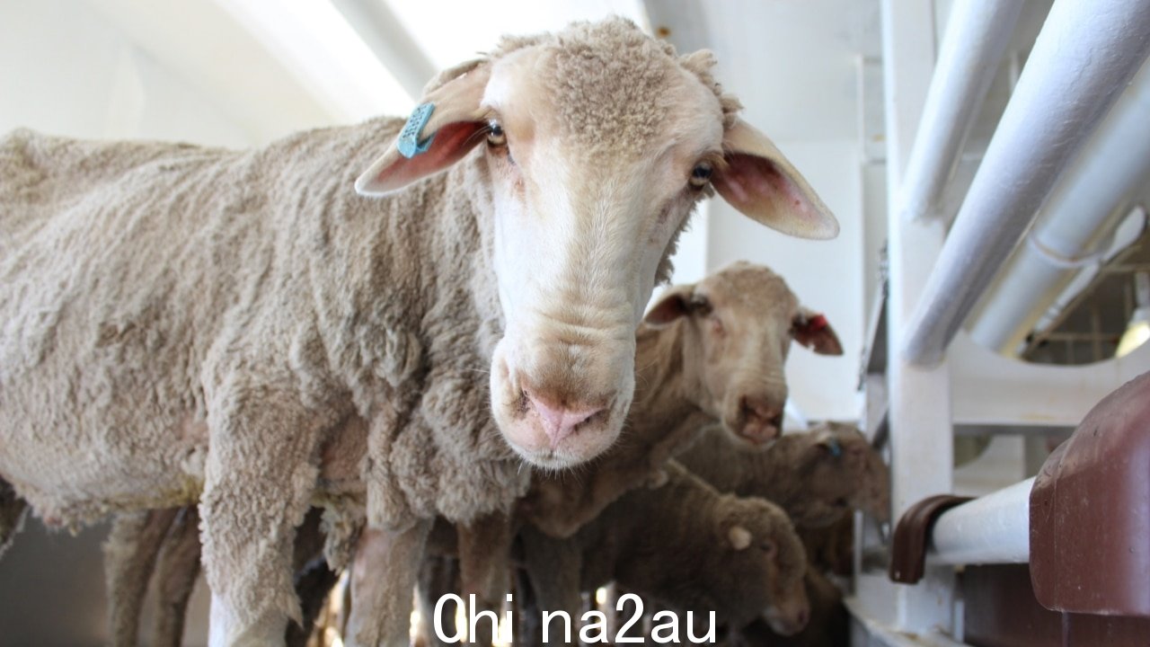 政府计划逐步淘汰活羊出口伤害澳大利亚农民