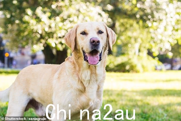 拉布拉多犬易于训练且顽皮,是任何家庭的绝佳生活伴侣