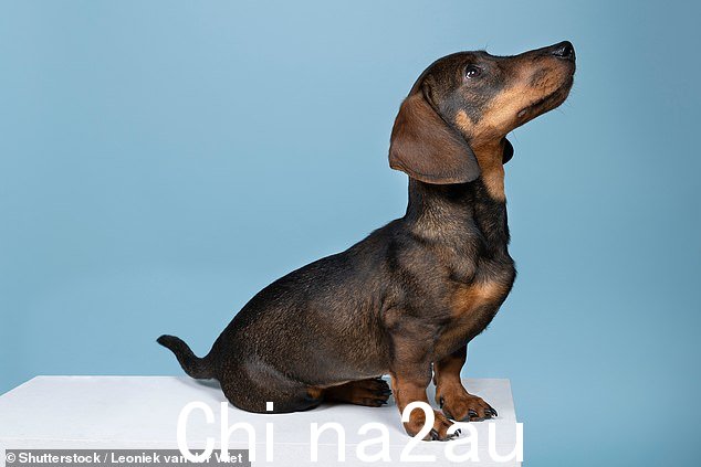 腊肠犬是一种充满乐趣、充满爱心和深情的品种,如果在很小的时候就被引入,它们会很适合家庭