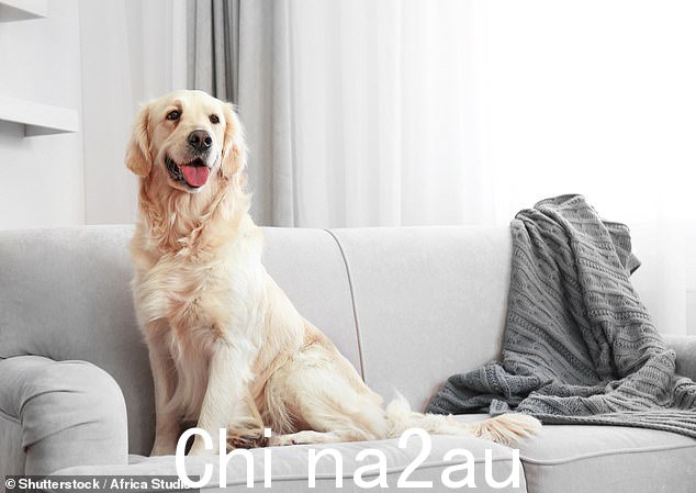 金毛寻回犬可爱又顽皮,喜欢成为家庭的一员 - 与拉布拉多犬类似,它们是理想的毛茸茸的朋友