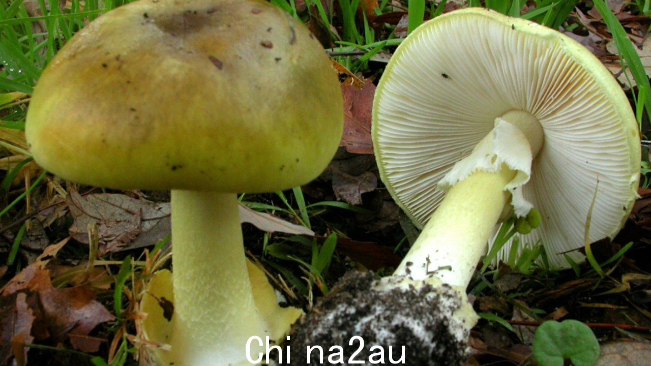 死帽蘑菇高度对人类有毒。图片：维多利亚皇家植物园。