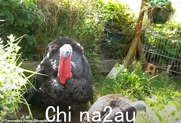 如图:诺埃尔的火鸡,它们的噪音和气味会让邻居分心