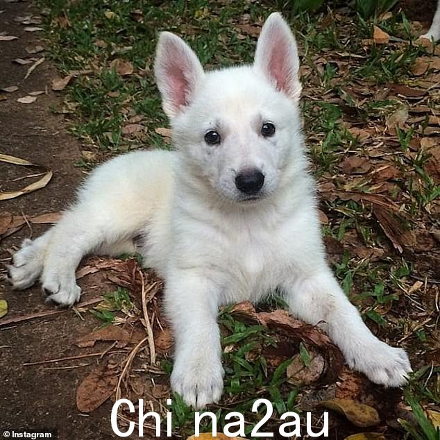 这位已婚动物学家对自己的瑞士牧羊犬宠物 Ursa 和 Bolt(图为 2015 年的小狗)进行了近十年的性虐待,后来他最终扩展到澳大利亚 Gumtree,寻找更多的狗来折磨并在他位于澳大利亚北端麦克明斯泻湖的广阔乡村庄园中进行杀戮