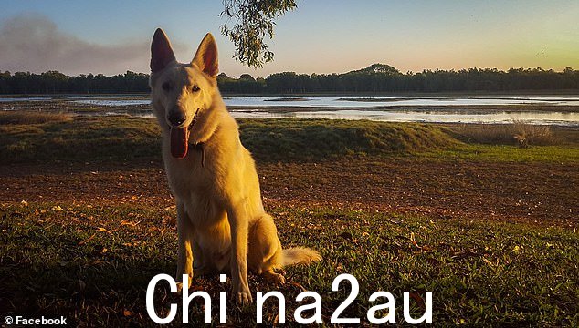 法庭获悉布里顿于 2014 年开始虐待他的狗 Ursa 和 Bolt(图中为成年犬)