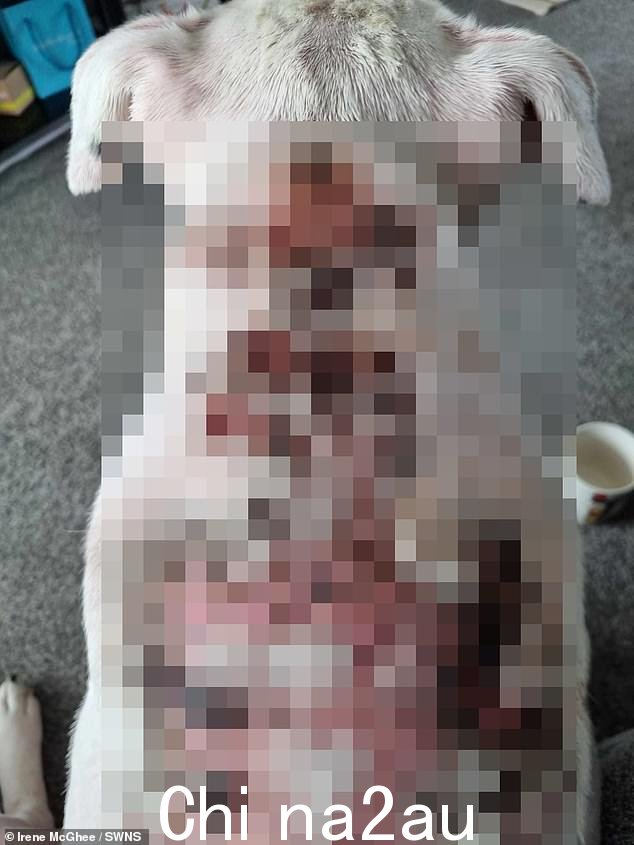 斯塔福德郡斗牛犬杂交,蔡斯因大肠杆菌而出现大面积开放性伤口