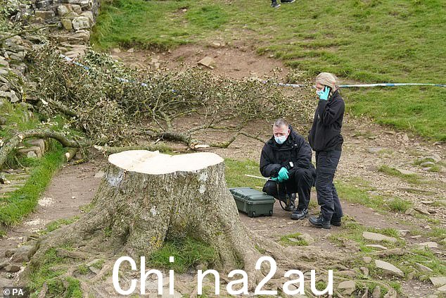 诺森比亚警方的法医调查员今天检查了被砍伐的 Sycamore Gap 树