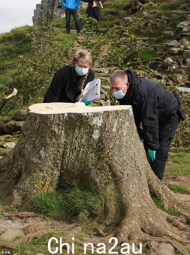 诺森比亚警方的法医调查员今天检查了被砍伐的 Sycamore Gap 树