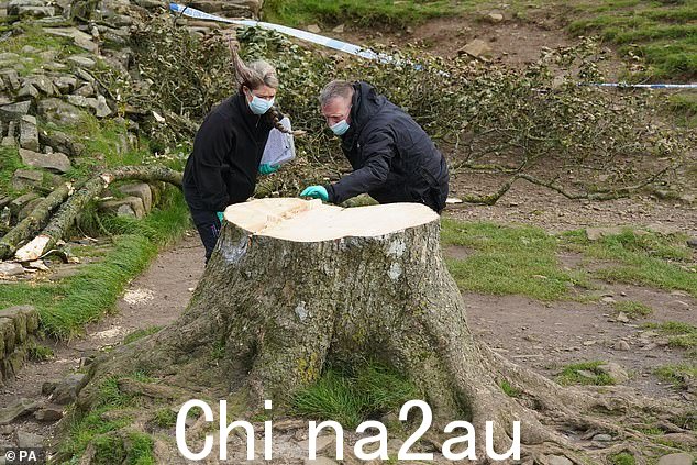 来自诺森比亚警方的法医调查人员今天检查了被砍伐的 Sycamore Gap 树