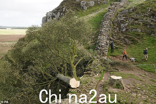 今天诺森伯兰哈德良长城旁梧桐峡的树遗骸