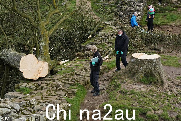 来自诺森比亚警方的法医调查人员今天检查了被砍倒的 Sycamore Gap 树