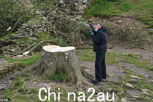 来自诺森比亚警方的法医调查人员今天检查了被砍伐的 Sycamore Gap 树