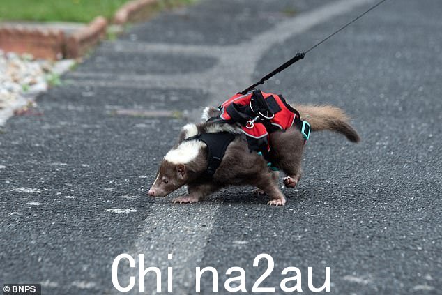 与著名的卡通臭鼬 Pepé Le Pew 的条纹是黑白相间的不同,Sky 的条纹是棕色和白色的。图为:Dexter