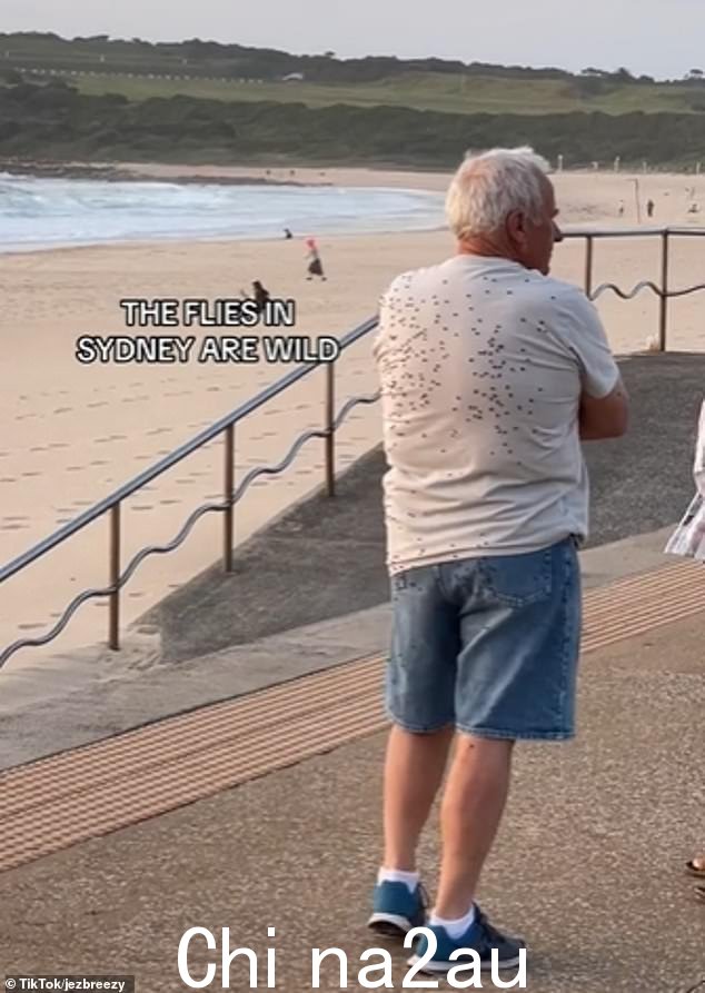 在一段广为流传的视频中,镜头拉近一名男子站在东郊马鲁布拉海滩长廊上的背影,发现他的白色 T 恤上爬满了数十只双翼恐怖生物(如图)。 blkBorder img-share