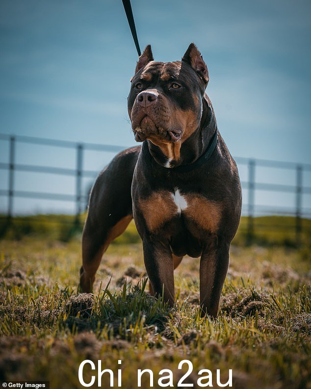 负责这次袭击的狗品种是即将被禁止的 XL Bully 品种