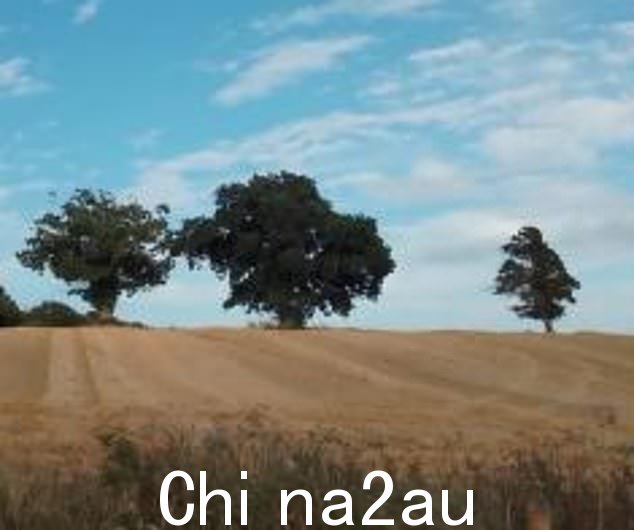 关于树(右)如何被推倒的猜测