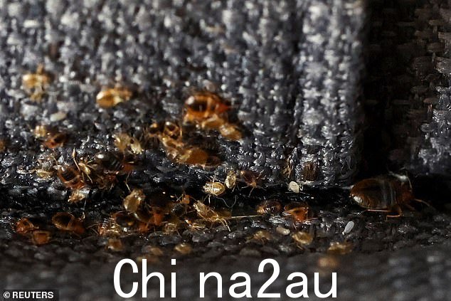 根据法国当局的说法,这种昆虫的外观可以长到约 7 毫米长,与卫生水平无关
