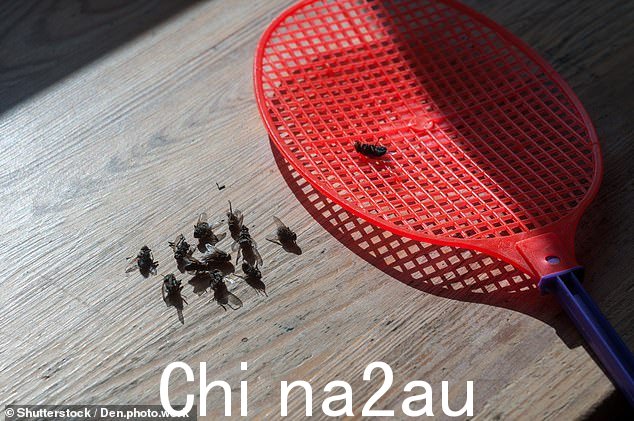 苍蝇不仅令人恼火,因为它们不停地嗡嗡作响,而且飞行起来很烦人 - 如果出现虫害,消灭它们平均要花费 213 英镑。使用的库存图片