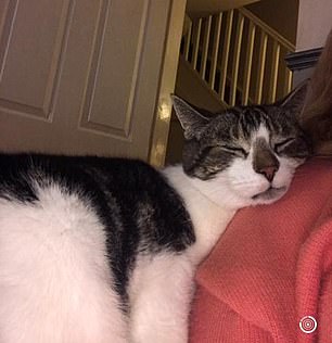 流行的猫让邻居们崩溃了