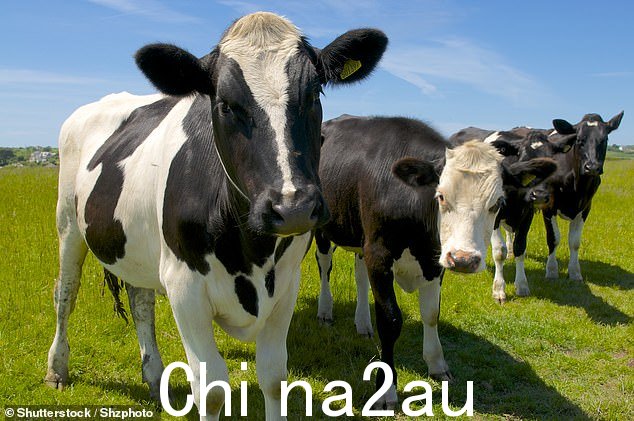 许多议会已经取消了菜单中含有肉类和奶制品的餐食