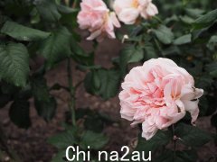 让我也向您展示来自圣基尔达植物园的玫瑰。