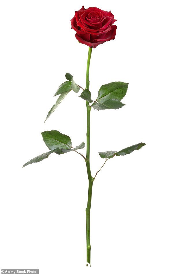 玫瑰是爱和奉献的有力象征,它们比其他鲜花更频繁地出现在信息中