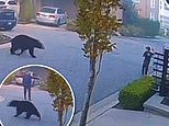 令人心碎的时刻黑熊跟踪一个孩子，然后坚定的路人从卡车上跳下来并把它吓跑 - 只需伸出双臂