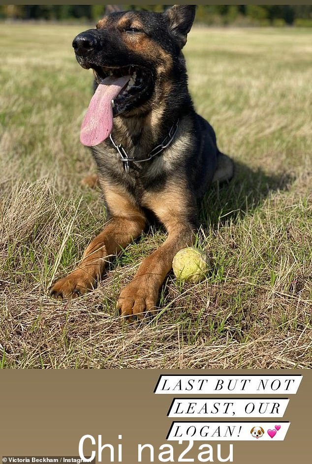 保护:他们还有经过专门训练的保安犬 Logan