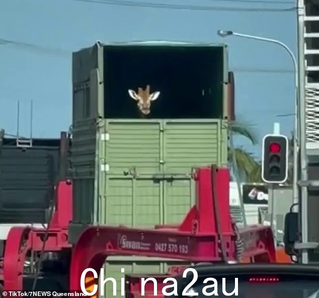 周一,在从澳大利亚动物园运往维多利亚的途中,许多司机惊讶地发现一只好奇的长颈鹿(如图)从卡车后部欣赏风景