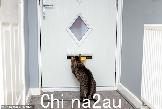 在一封发给海恩斯先生和伍德利女士的信中,皇家邮政表示,他们的虎斑猫的漫游爪子使访问他们的房子变得危险