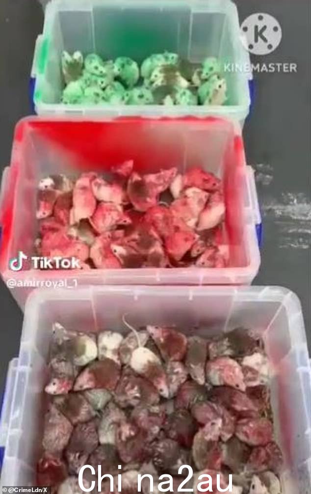 社交媒体上发布的视频显示数十只老鼠被涂成绿色、黑色、白色和红色,代表组成巴勒斯坦国旗的四种颜色
