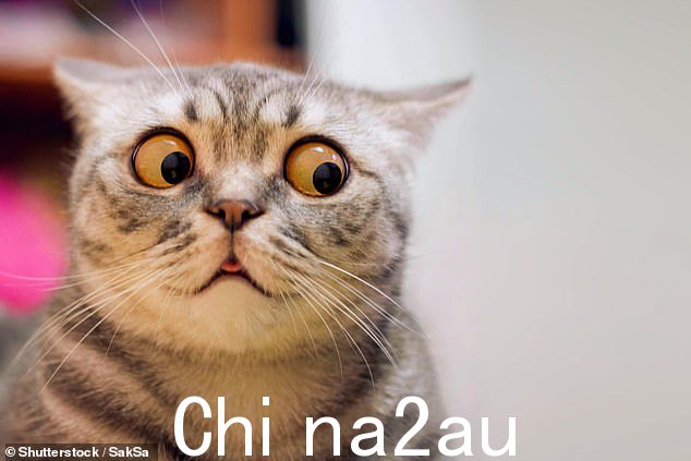 研究只发现了 48 种面部表情,它们像柴郡猫一样,更难读懂,因为它们可以是友好的,也可以是不友好的