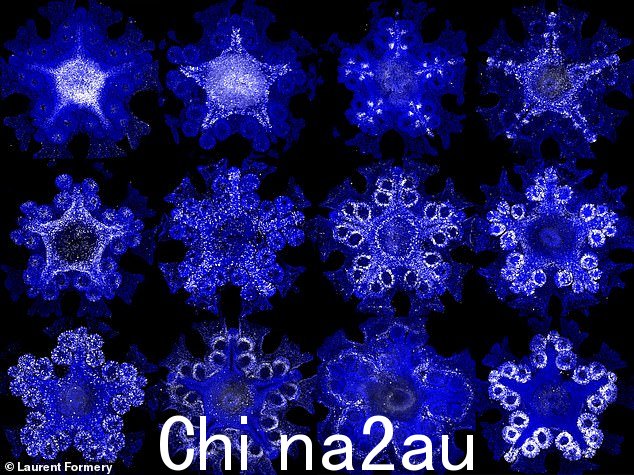 国际科学家团队通过创建海星基因的 3D 图集来绘制海星的身体区域