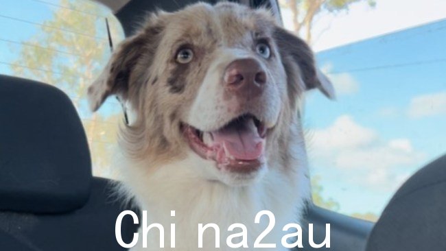 周四汤斯维尔事件发生后,警方仍在寻找梅尔边境牧羊犬“凤凰”。图片:昆士兰警方