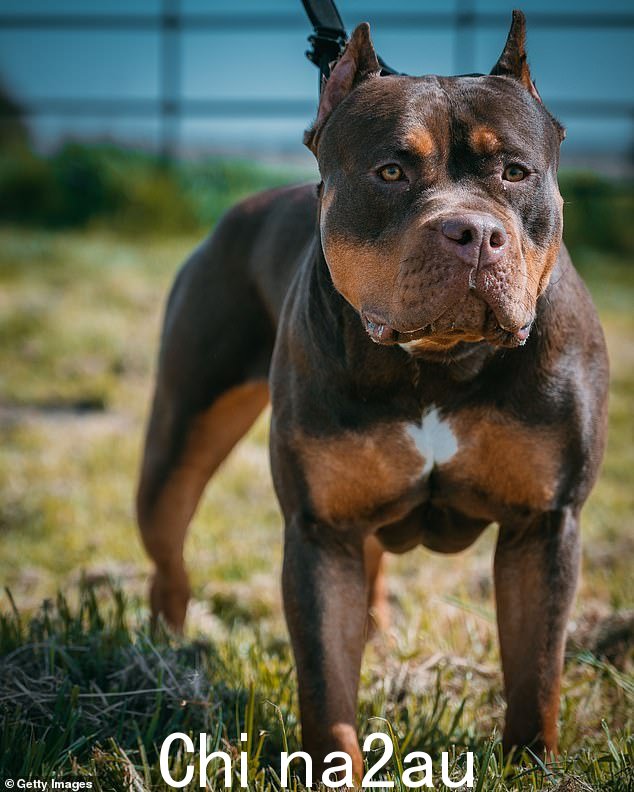 警方称,这只动物涉嫌袭击其主人和另一个人以及另一只狗(附图:X Bully Dog 的照片)