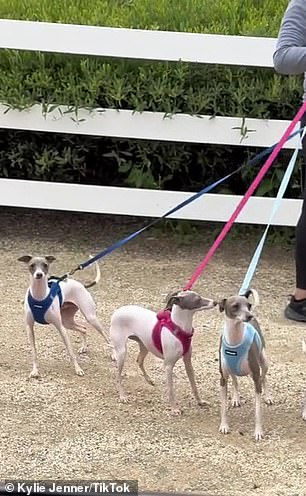 6 月 7 日,这位真人秀明星分享了她所有七只意大利灰狗的 TikTok,包括小鹿斑比 (Bambi)、哈莉 (Harlie)、罗西 (Rosie) 和索菲亚 (Sophia)